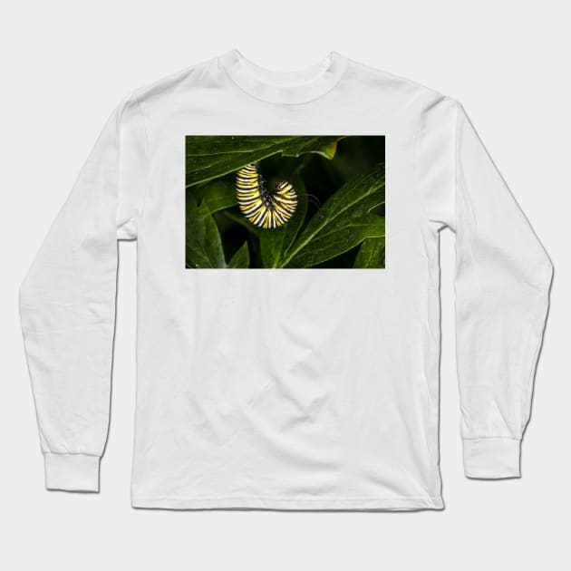 Monarch Caterpillar 4 Long Sleeve T-Shirt by Robert Alsop